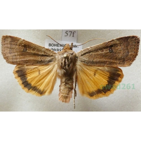 Noctua comes Hübner, 1813 Rolnica komes Czech57f